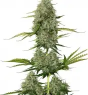 BCN Critical XXL Auto WYPRZEDAŻ