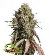 Gorilla Cookies Auto WYPRZEDAŻ