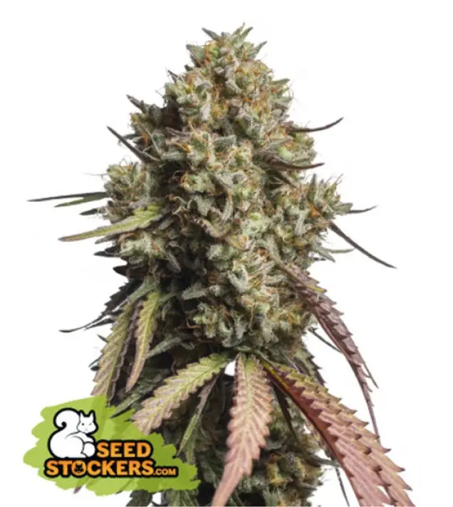 Gorilla Cookies Auto WYPRZEDAŻ