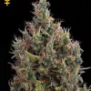 Big Bang Autoflowering WYPRZEDAŻ