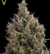 Big Bang Autoflowering WYPRZEDAŻ