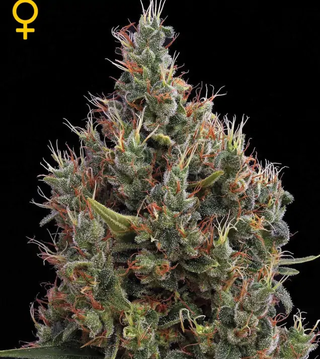 Big Bang Autoflowering WYPRZEDAŻ