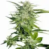 Big Bud WYPRZEDAŻ