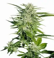 Big Bud WYPRZEDAŻ