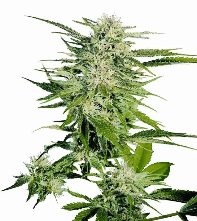 Big Bud WYPRZEDAŻ