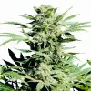 Shiva Skunk WYPRZEDAŻ