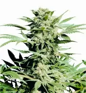Shiva Skunk WYPRZEDAŻ