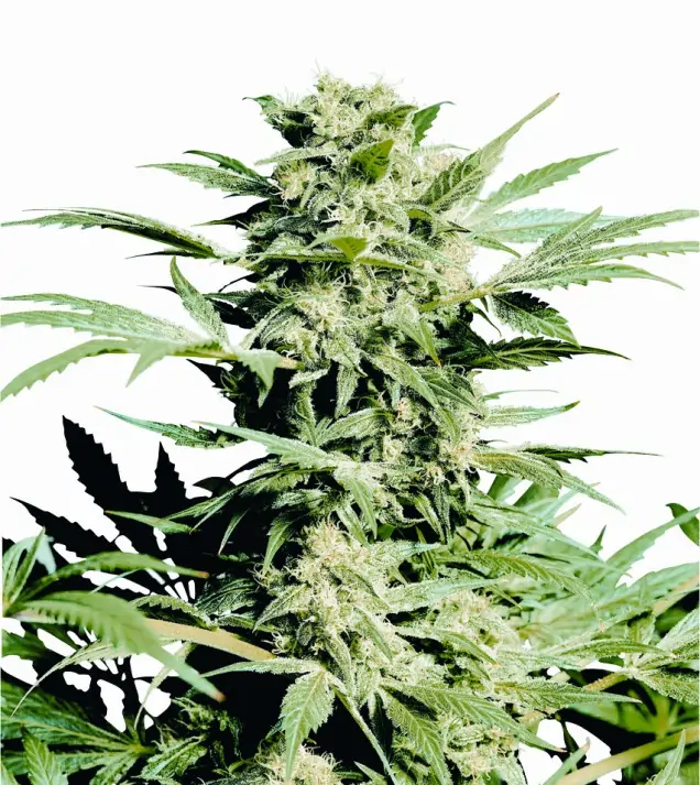 Shiva Skunk WYPRZEDAŻ