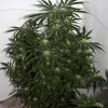 Early Skunk X Haze&nbsp;Regular WYPRZEDAŻ