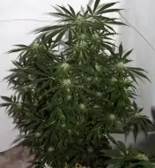 Early Skunk X Haze&nbsp;Regular WYPRZEDAŻ