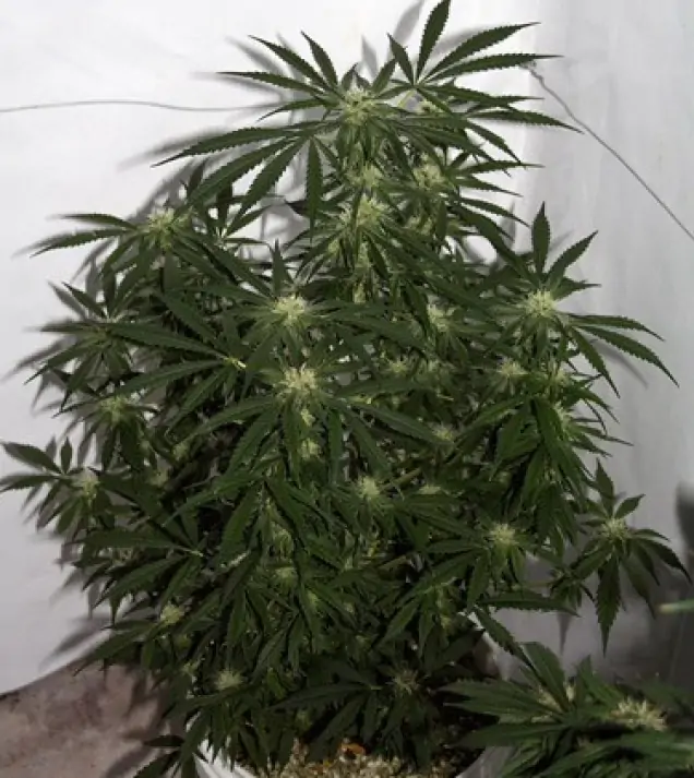 Early Skunk X Haze&nbsp;Regular WYPRZEDAŻ