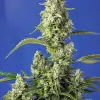 Gorilla Girl XL Auto WYPRZEDAŻ