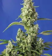 Gorilla Girl XL Auto WYPRZEDAŻ