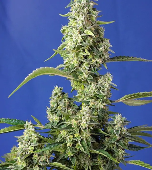 Gorilla Girl XL Auto WYPRZEDAŻ