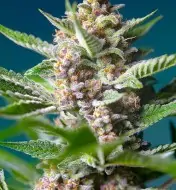 Purple Punch OG WYPRZEDAŻ