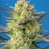 Sweet Cheese XL Auto WYPRZEDAŻ