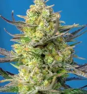 Sweet Cheese XL Auto WYPRZEDAŻ