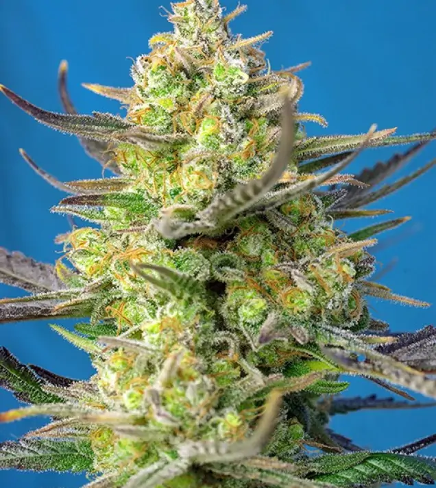 Sweet Cheese XL Auto WYPRZEDAŻ