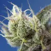 Sweet Cheese XL Auto WYPRZEDAŻ