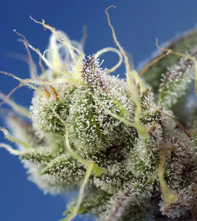 Sweet Cheese XL Auto WYPRZEDAŻ