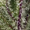Sweet Cheese XL Auto WYPRZEDAŻ