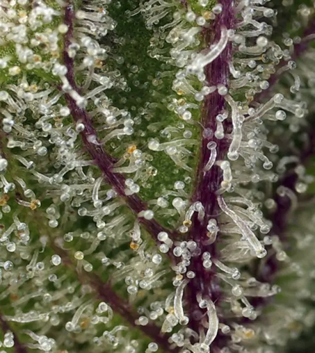 Sweet Cheese XL Auto WYPRZEDAŻ