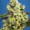 Sweet Gelato Auto WYPRZEDAŻ