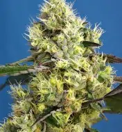Sweet Gelato Auto WYPRZEDAŻ
