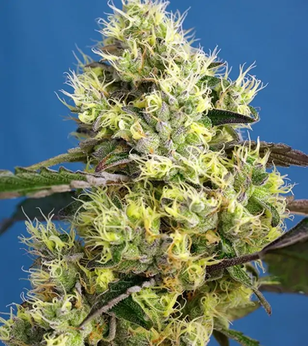 Sweet Gelato Auto WYPRZEDAŻ