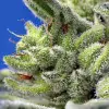 Sweet Gelato Auto WYPRZEDAŻ