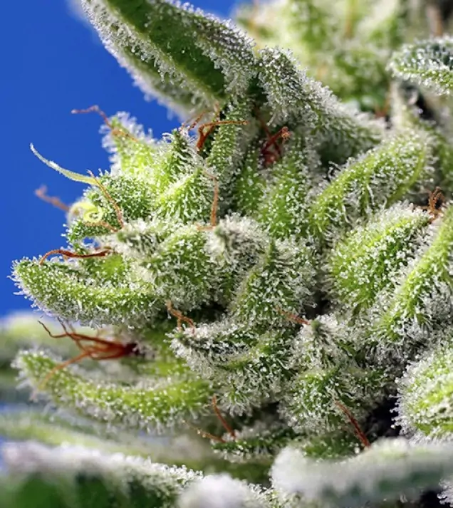 Sweet Gelato Auto WYPRZEDAŻ
