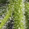 Sweet Gelato Auto WYPRZEDAŻ