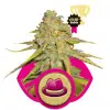 Og Kush WYPRZEDAŻ