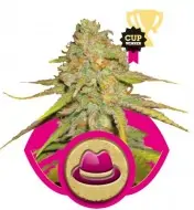 Og Kush WYPRZEDAŻ