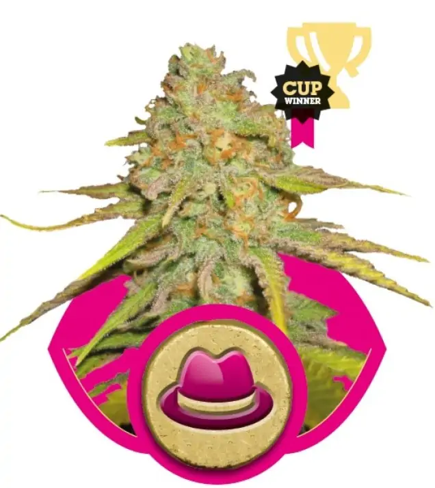 Og Kush WYPRZEDAŻ