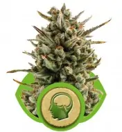Amnesia Haze Automatic WYPRZEDAŻ