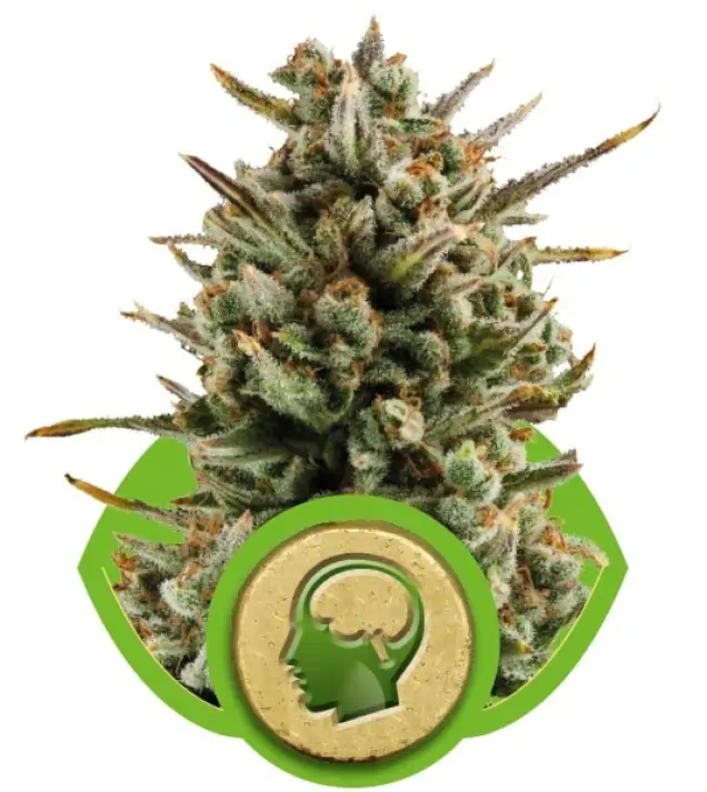 Amnesia Haze Automatic WYPRZEDAŻ