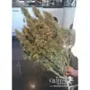 Amnesia Haze Automatic WYPRZEDAŻ