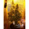 Amnesia Haze Automatic WYPRZEDAŻ