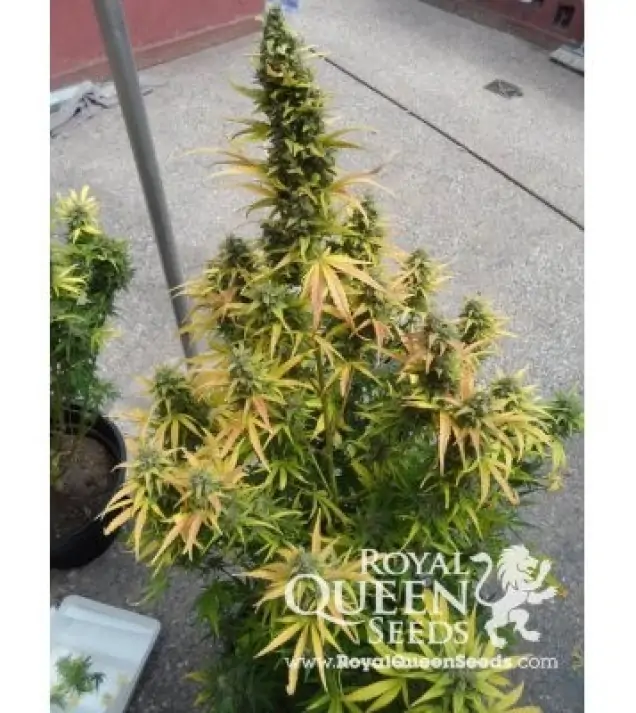 Amnesia Haze Automatic WYPRZEDAŻ