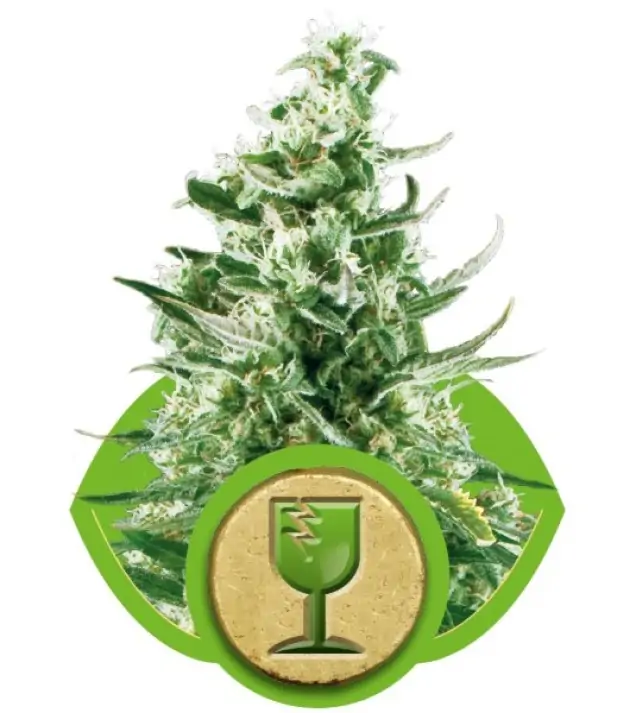 Royal Critical Automatic WYPRZEDAŻ