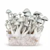 Growkit Hawaiian Grzyby