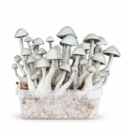 Growkit Hawaiian Grzyby