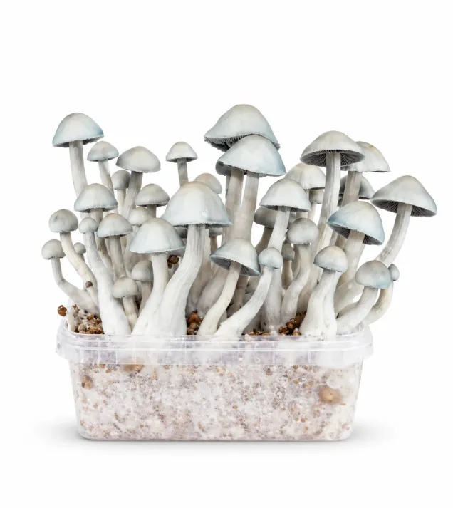 Growkit Hawaiian Grzyby