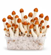 Growkit Mazatapec Grzyby