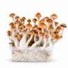 Growkit B Plus Grzyby