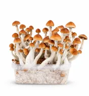 Growkit B Plus Grzyby
