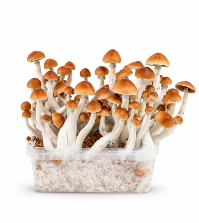 Growkit B Plus Grzyby