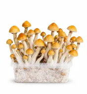 Growkit Cambodian Grzyby