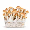 Growkit Colombian Grzyby